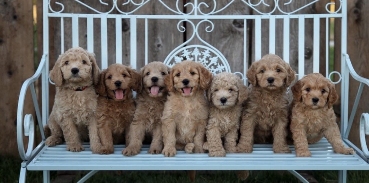 Goldendoodle puppies for sale in Texas, Goldilocks Goldendoodles