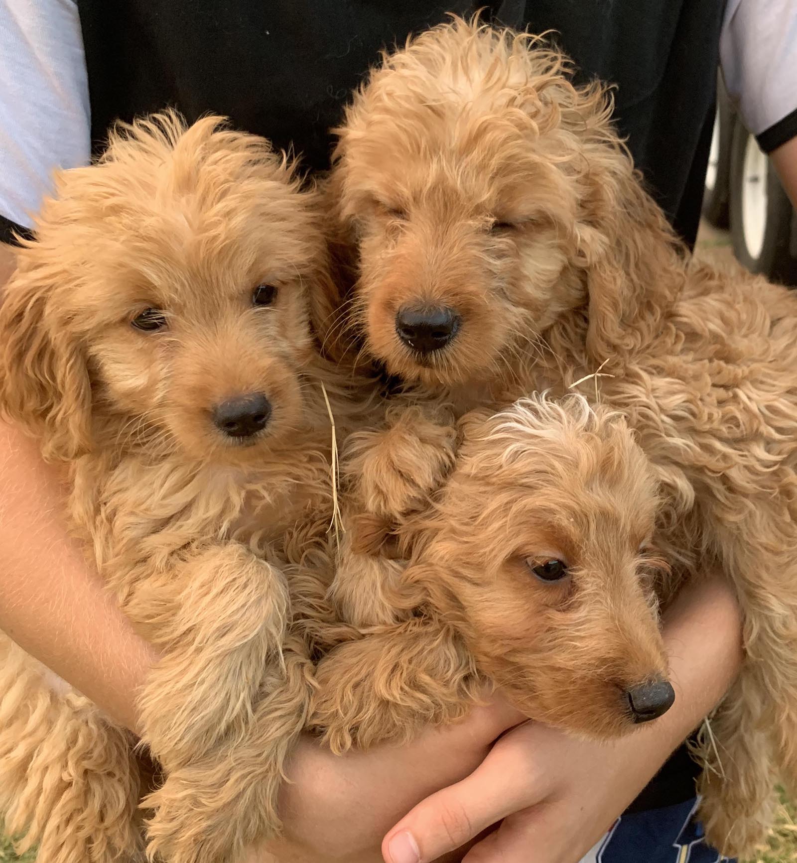 About Us Goldilocks Goldendoodles