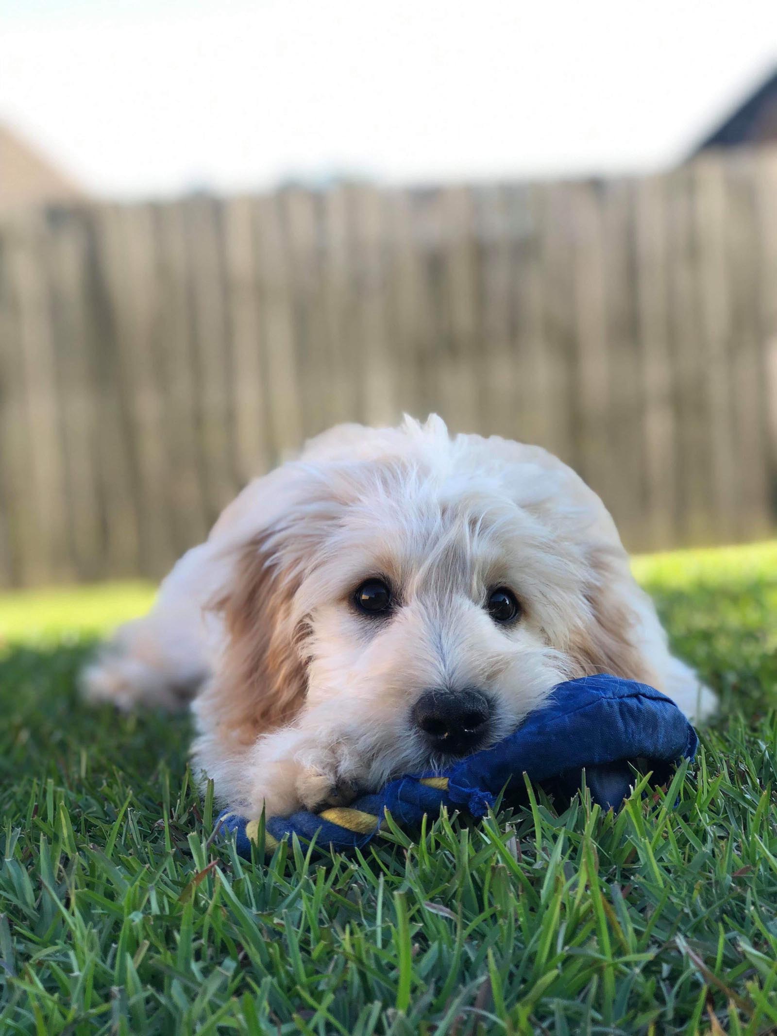 Goldendoodle puppies for sale in Texas, Goldilocks ...