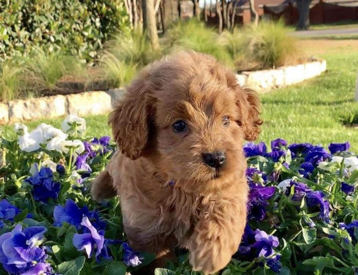 First-Time Owner's Goldendoodle Puppy Walking in Garden