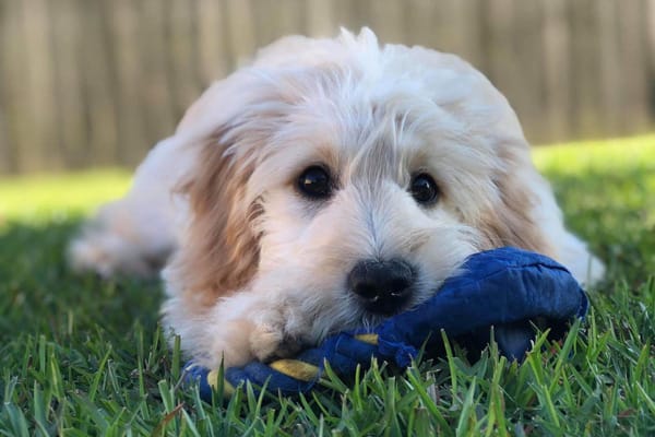 Start Training Your Goldendoodle Puppy