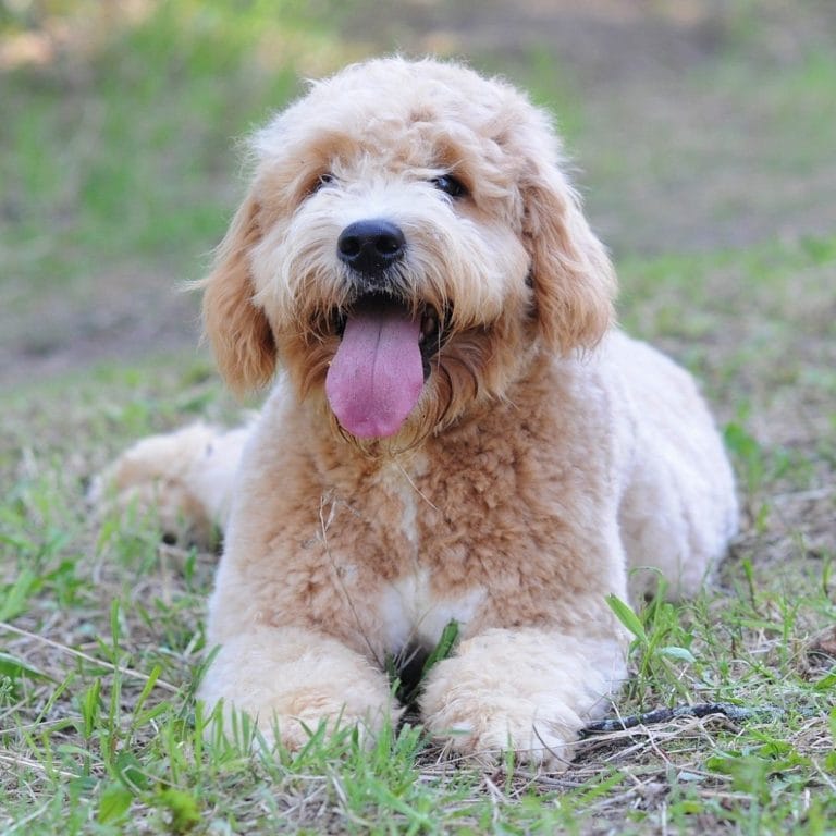 Goldilock's Sets the Doodle Standard