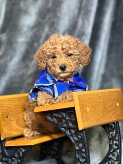 Well taught Goldendoodle Puppy Sitting on a yellow school chair