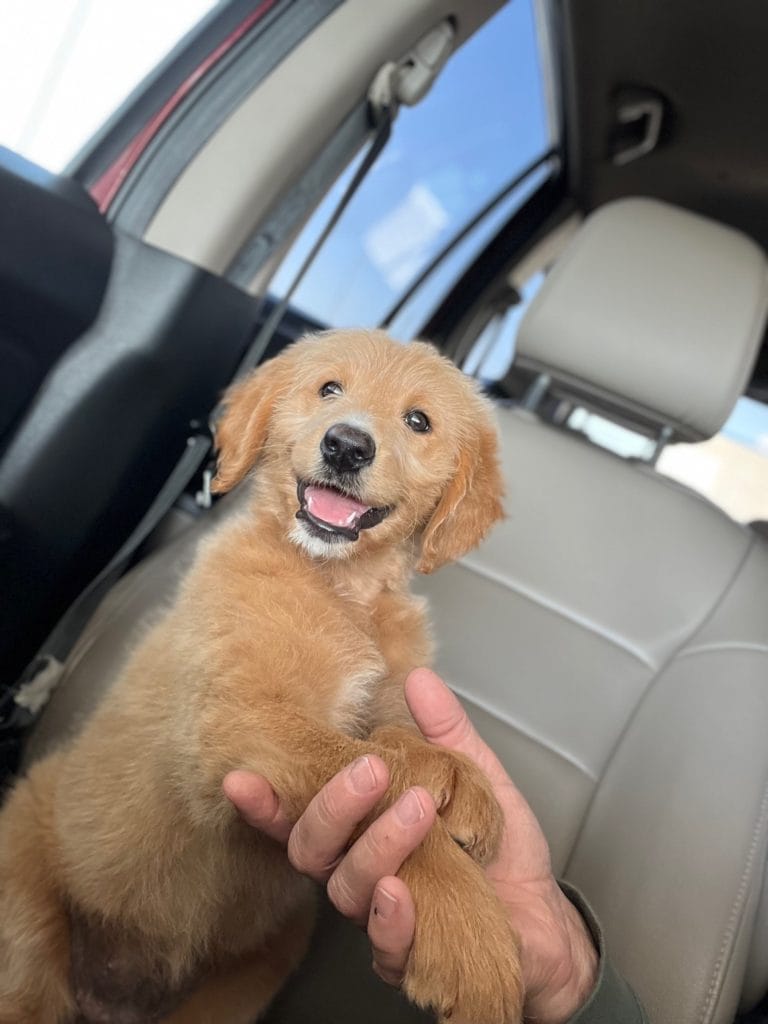 Happy & Healthy Goldendoodle playing on car seat.