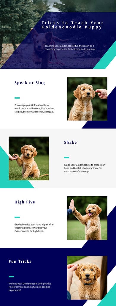 Tricks to Teach Your Goldendoodle Puppy