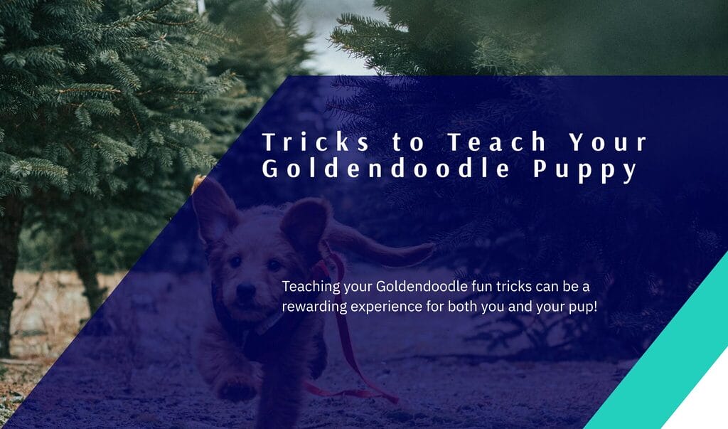 3 Tricks to Teach Your Goldendoodle Puppy!