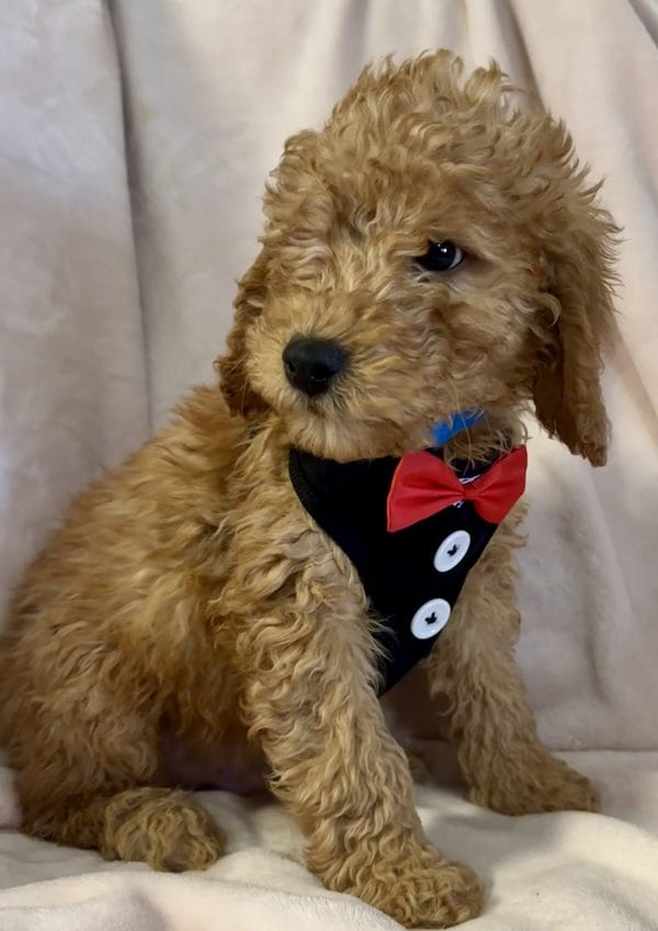 F1 Mini Goldendoodle Male Puppy “Ray R” 25-35 lbs