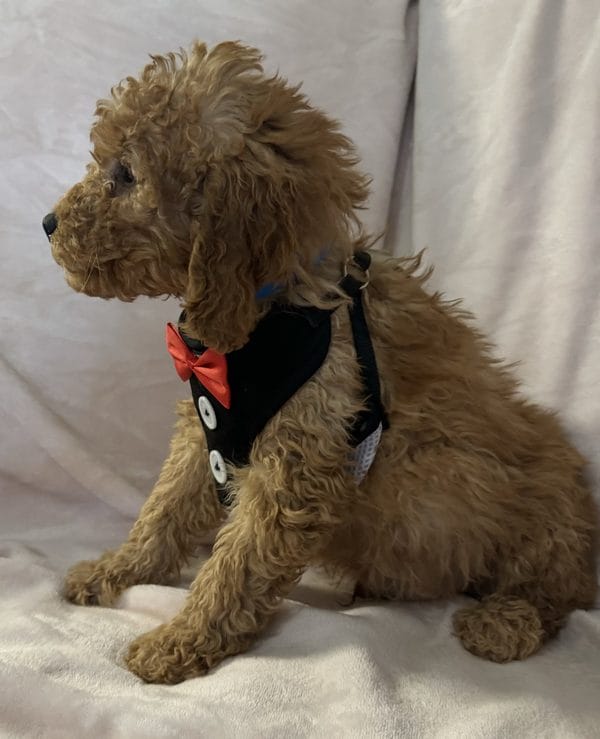 F1 Mini Goldendoodle Male Puppy “Ray R” 25-35 lbs