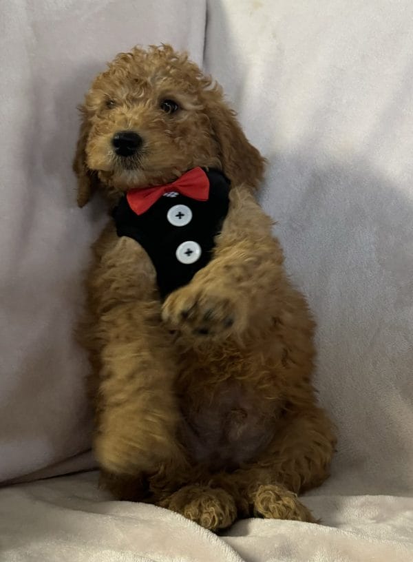 F1 Mini Goldendoodle Male Puppy “Reddington” 25-35 lbs