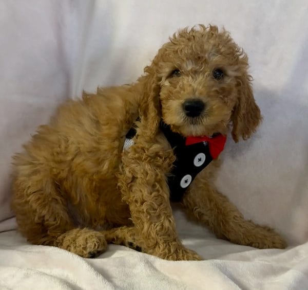 F1 Mini Goldendoodle Male Puppy “Reddington” 25-35 lbs