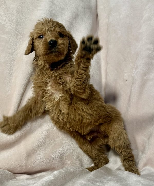 F1 Standard Goldendoodle Male Puppy “Ace Ventura” 55-65 lbs