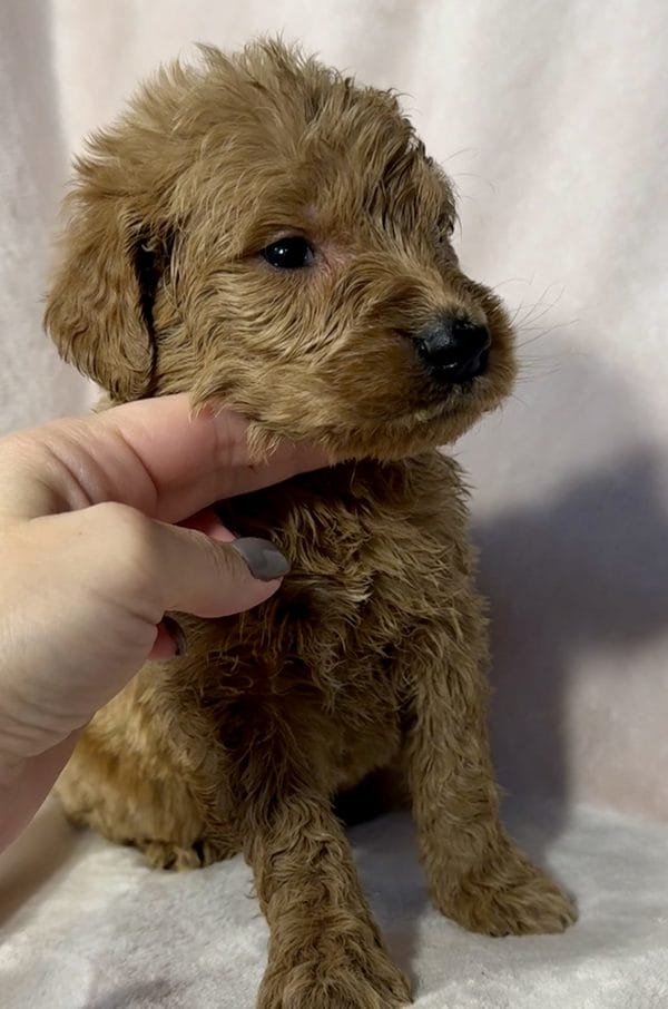 F1 Standard Goldendoodle Male Puppy “Ace Ventura” 55-65 lbs