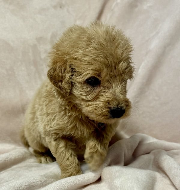 F1 Standard Goldendoodle Male Puppy “Barkley” 55-65 lbs