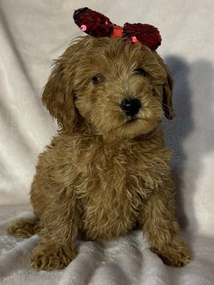 F1B Micro Goldendoodle Female Puppy “Marie Claire” 15-25 lbs