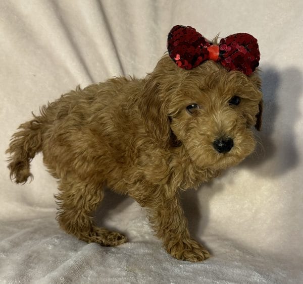 F1B Micro Goldendoodle Female Puppy “Marie Claire” 15-25 lbs