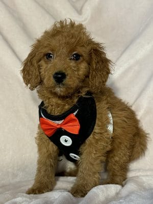 F1B Micro Goldendoodle Male Puppy “Bow Tie” 15-25 lbs Doodle