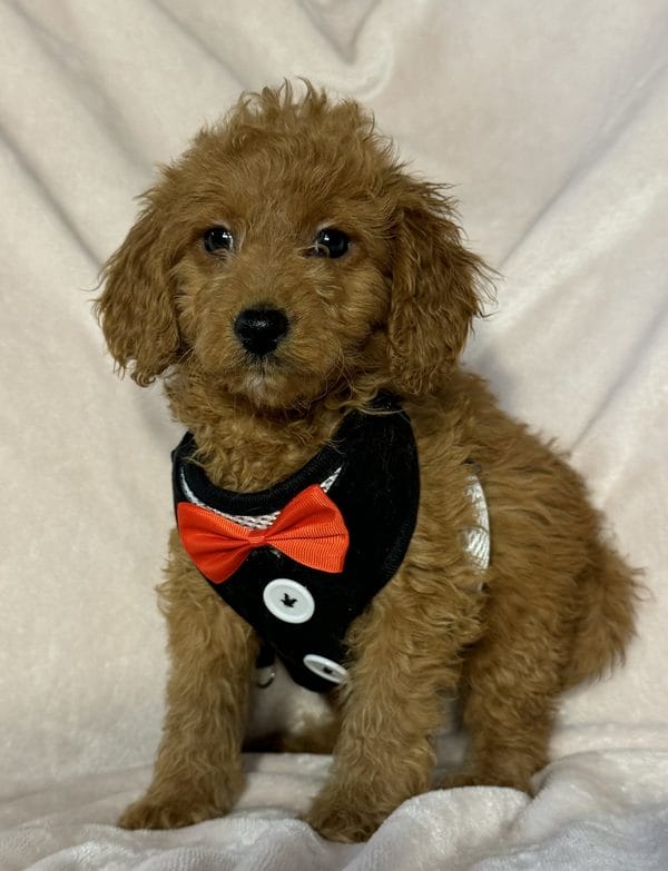 F1B Micro Goldendoodle Male Puppy “Bow Tie” 15-25 lbs Doodle