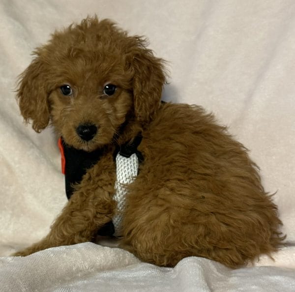 F1B Micro Goldendoodle Male Puppy “Bow Tie” 15-25 lbs