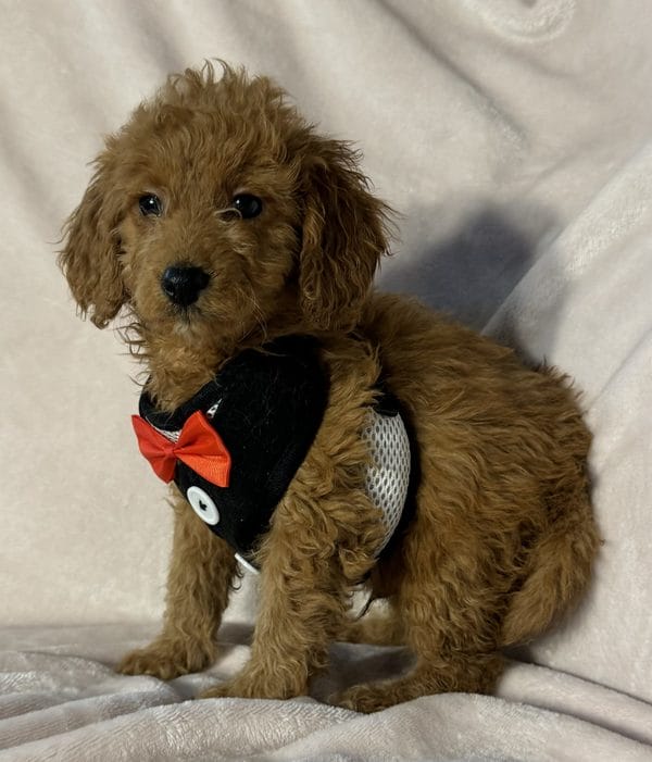 F1B Micro Goldendoodle Male Puppy “Bow Tie” 15-25 lbs