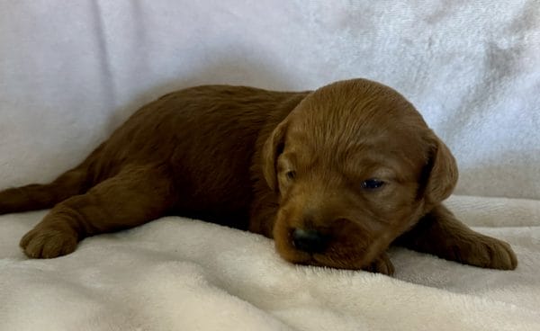 F1B Micro Goldendoodle Male Puppy “Chadwick” 15-25 lbs