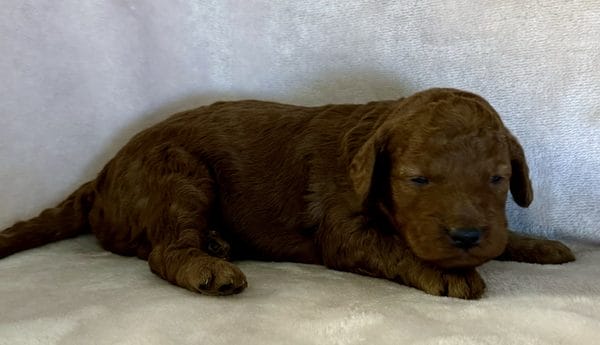 F1B Micro Goldendoodle Male Puppy “Fleek” 15-25 lbs