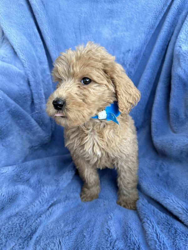 F1B Standard Goldendoodle Male Puppy “Benny” 55-65 lbs