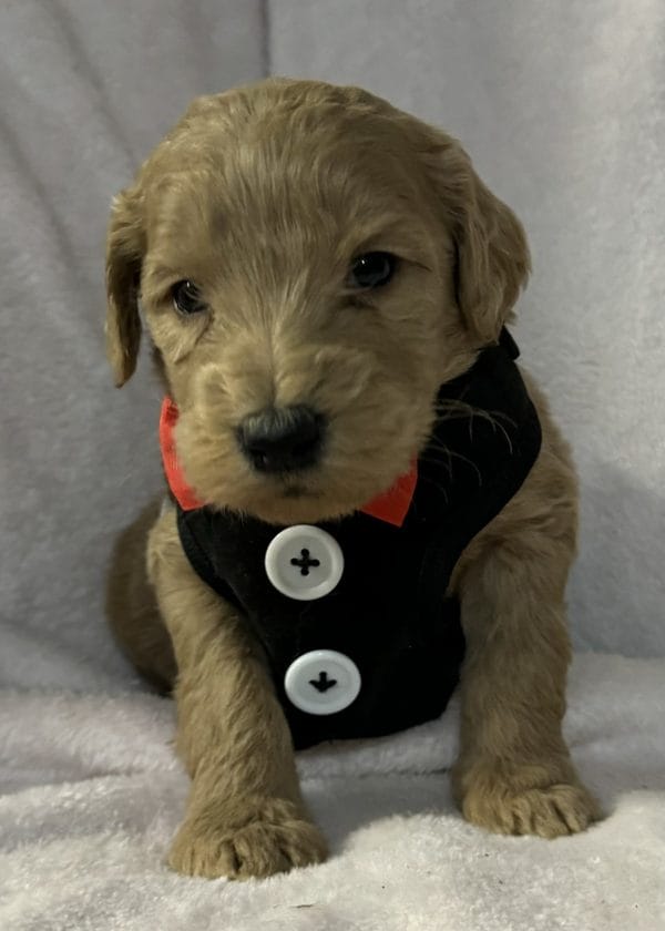 F1B Standard Goldendoodle Male Puppy “Benny” 55-65 lbs, $125 per month (with PayPal Pay Later option)