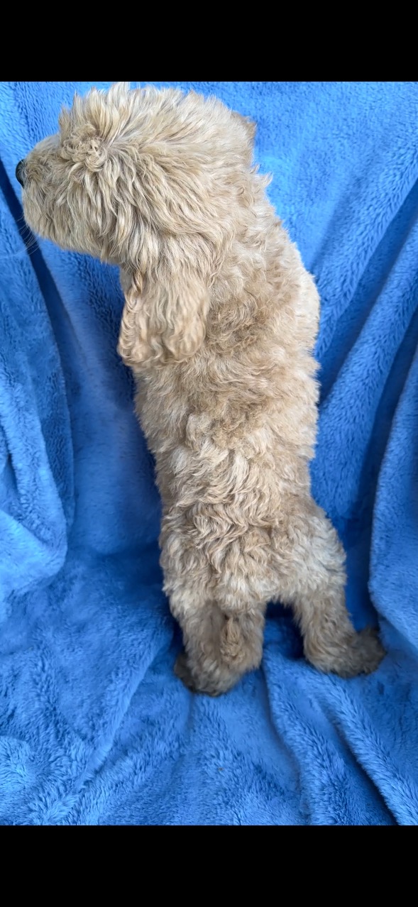 F1B Standard Goldendoodle Male Puppy “Benny” 55-65 lbs