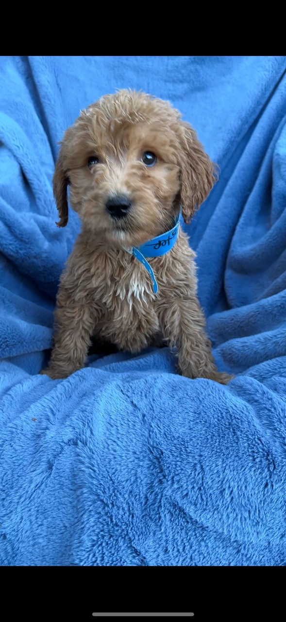 F1B Standard Goldendoodle Puppy “Cliffster” 55-65 lbs Male Puppy