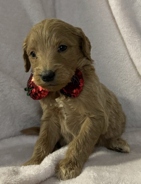 F1B Standard Goldendoodle Puppy “Funna” 55-65 lbs Male Puppy