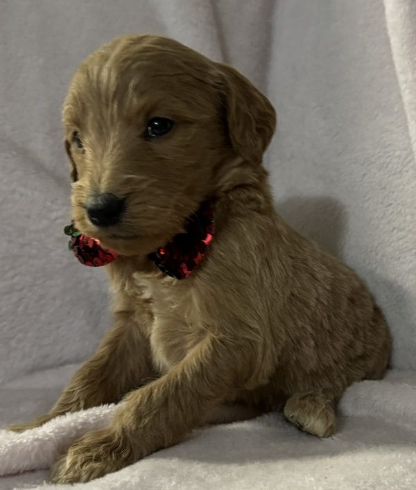 F1B Standard Goldendoodle Puppy “Funna” 55-65 lbs Male Puppy