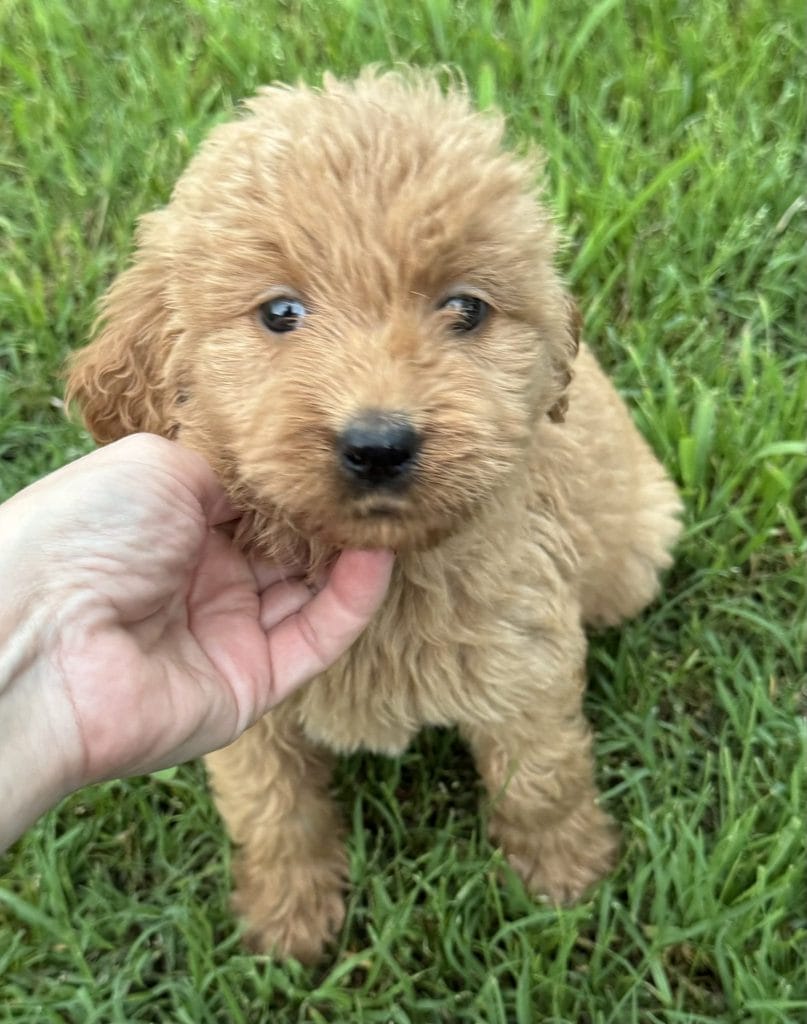 Basic Obedience Training for Your Goldendoodle Puppy: A Complete Guide