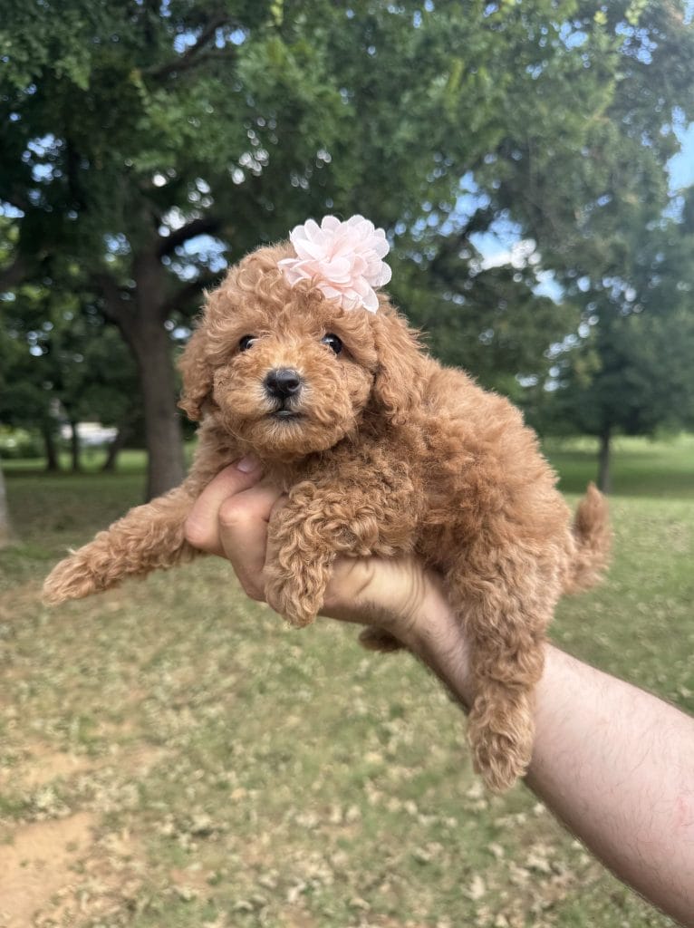 Goldendoodle weight chart: how big will your puppy get? (Micro, Mini, Medium & Standard)