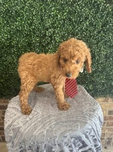 F1B Standard Male Goldendoodle Puppy “Rooty” 55-65 lbs 9