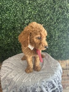 F1B Standard Male Goldendoodle Puppy “Rooty” 55-65 lbs 11