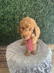 F1B Standard Male Goldendoodle Puppy “Rooty” 55-65 lbs 12