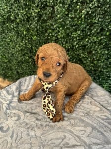 F1B Standard Male Goldendoodle Puppy “Rooty” 55-65 lbs 2