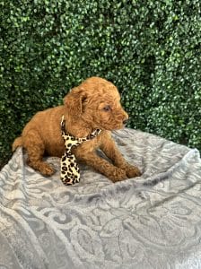 F1B Standard Male Goldendoodle Puppy “Rooty” 55-65 lbs 4