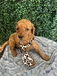 F1B Standard Male Goldendoodle Puppy “Rooty” 55-65 lbs 5