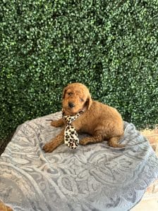 F1B Standard Male Goldendoodle Puppy “Rooty” 55-65 lbs 6