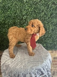 F1B Standard Male Goldendoodle Puppy “Rooty” 55-65 lbs 8