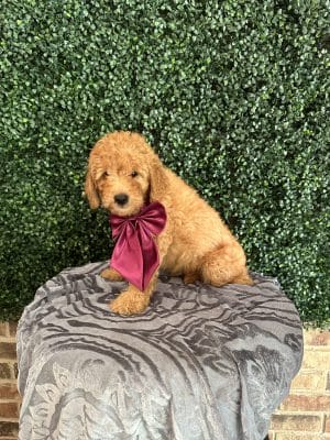 F1B Micro Goldendoodle Male Puppy "Mason" -15-25 lbs 4