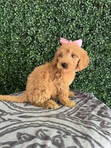 F1 Standard Goldendoodle Female Puppy “Blanche” 55-65 lbs 3