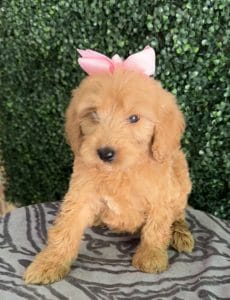 F1 Standard Goldendoodle Female Puppy “Blanche” 55-65 lbs 4