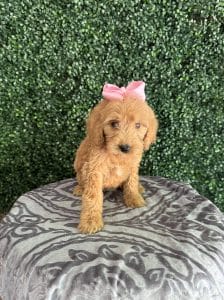 F1 Standard Goldendoodle Female Puppy “Blanche” 55-65 lbs 7