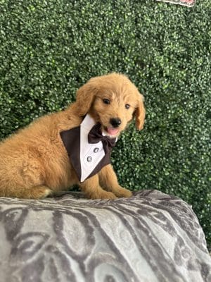 F1 Standard Goldendoodle Male Puppy “Challenger” 55-65 lbs 1