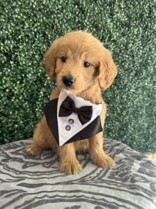 F1 Standard Goldendoodle Male Puppy “Challenger” 55-65 lbs 4