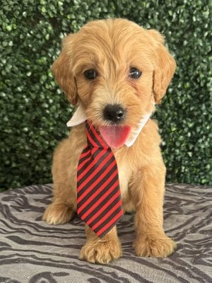 F1 Standard Goldendoodle Puppy “Jack Blue” 55-65 lbs Male 1