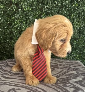 F1 Standard Goldendoodle Puppy “Jack Blue” 55-65 lbs Male 3