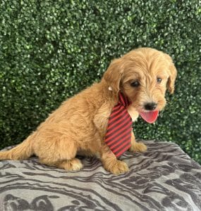 F1 Standard Goldendoodle Puppy “Jack Blue” 55-65 lbs Male 4